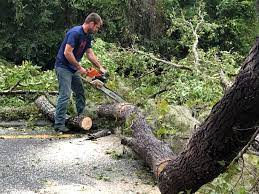 How Our Tree Care Process Works  in  Auxvasse, MO