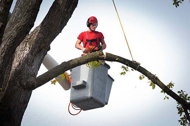 Leaf Removal